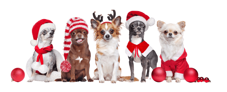 ขายชิวาวา-ฟาร์มมินิด็อกโฮม