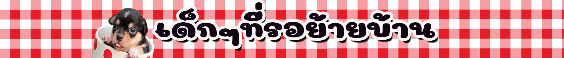 ขายชิวาวา-ฟาร์มชิวาวา-ซื้อชิวาวาที่ไหนดี-มินิด็อกโฮม