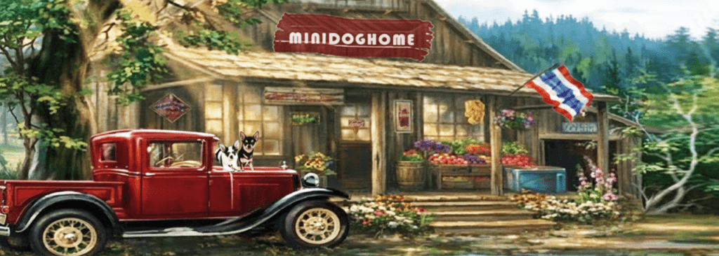 ฟาร์มชิวาวา-ขายชิวาวา-ชิวาวา-ชิวาวาขนสั้น-ชิวาวาขนยาว-มินิด็อกโฮม